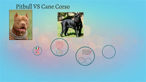 cane corso vs pitbull by Christine Luf