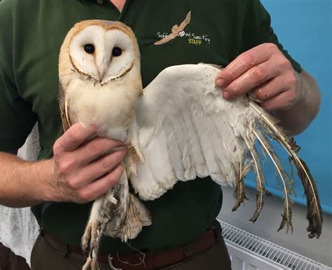 A very sticky situation — Suffolk Owl Sanctuary