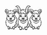 3 Billy Goats Gruff Coloring Pages Sketch Page sketch template
