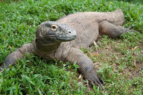 Caring for Komodo Dragons, the World's Largest Lizards | Smithsonian Voices | National Zoo and ...