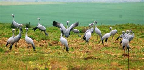 Blue Crane Bird Facts And Pictures | All Wildlife Photographs