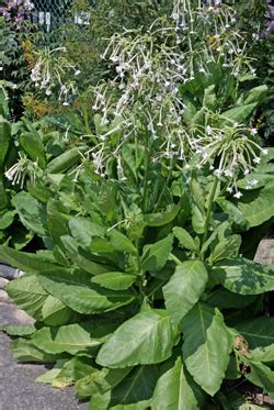 Flowering Tobacco, Nicotiana sylvestris – Master Gardener Program