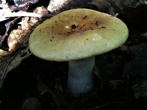 Common Yellow Russula