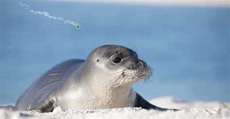 Hawaiian Monk Seal | Earth Is Blue Magazine Vol. 4 | Office of National Marine Sanctuaries