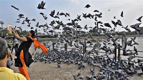 Walkers uneasy as pigeon numbers grow around Sankey Tank - The Hindu