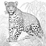 Big Cats Coloring Book  Etsy sketch template