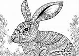 Realistic Rabbit With Pretty Patterns  Coloring Pages For Adults sketch template