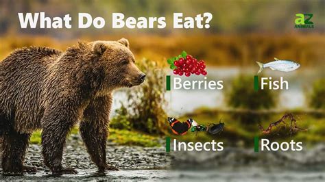 What Do Bears Eat? - A-Z Animals