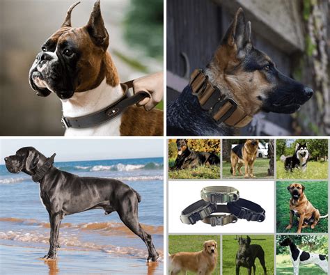 10 Best Tactical Dog Collar