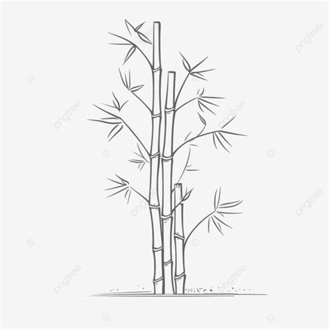 Bamboo Tree Sketched On A White Background Outline Drawing Vector, Bamboo Tree Drawing, Outline ...