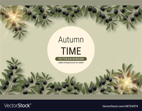 Olive tree branch Royalty Free Vector Image - VectorStock