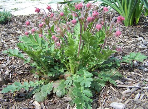 Prairie Smoke #1 (Geum triflorum) - Scioto Gardens Nursery