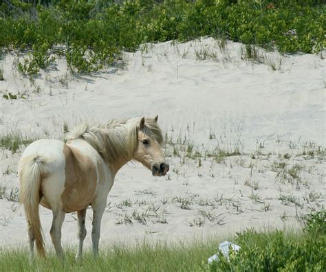 Where the Wild Horses of Assateague Island Run in Maryland | hubpages