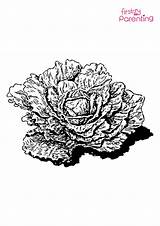 Easy Printable Cabbage Coloring Pages For Kids sketch template