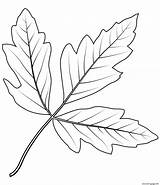 Bark Coloring Pages sketch template