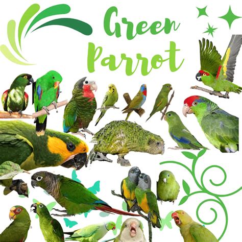 All Different Types of Green Parrots (with Pictures) - Green Parrot Varieties