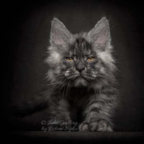 What Are the Most Common Colors of Maine Coon Cat? - MaineCoon.org