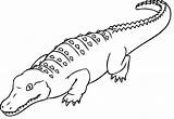 Alligator Coloring Pages sketch template