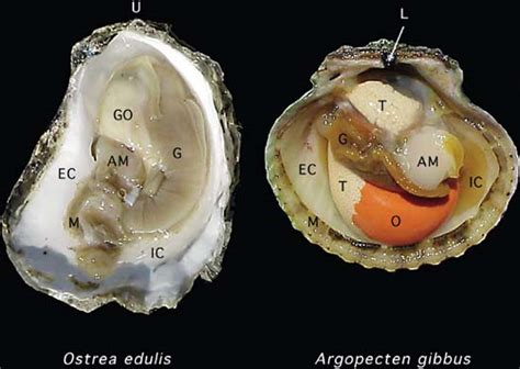 Clam Opening Up