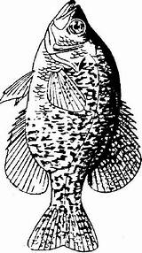 Crappie Fish Coloring Page Fishing Tips Fly  sketch template