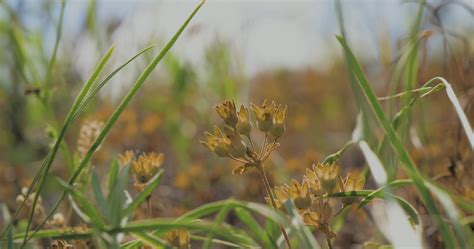 Wildflowers in Green Grass 2014061 Stock Video at Vecteezy