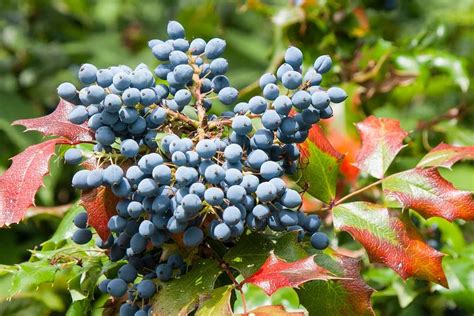 Are Oregon Grape Holly Berries Poisonous? – Thriving Yard