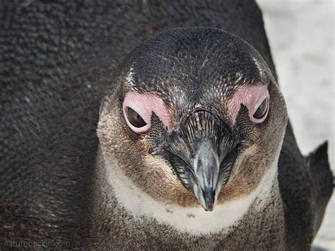 Raising awareness of the endangered African penguin – letting nature back in