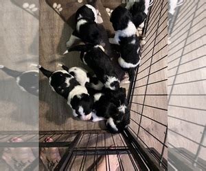 View Ad: Bassetoodle Mix Litter of Puppies for Sale near South Carolina, COWARD, USA. ADN-756353