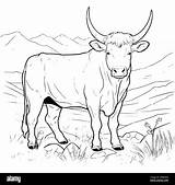Show Cow Coloring Pages sketch template