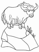 31 Best Ideas For coloring  Yak Coloring Page Free Printable sketch template