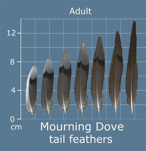 The Feather Atlas - Feather Identification and Scans - U.S. Fish and Wildlife Service Forensics ...