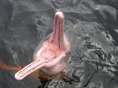 Pink River Dolphin Facts - Amazon River Dolphin Facts