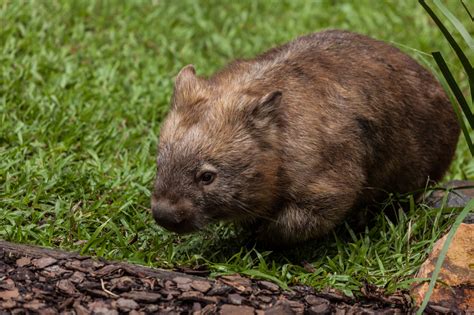 Wombat Australia Zoo - Duncan.co