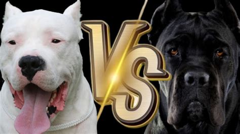 ENFRENTANDOS: CANE CORSO VS DOGO ARGENTINO - YouTube