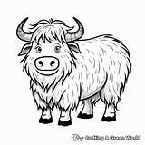 Yak Coloring Pages  Free & Printable sketch template