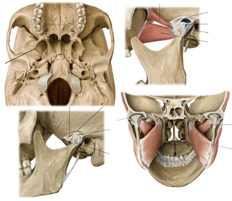 lateral and medial pterygoid Diagram | Quizlet