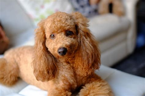 70 Cute and Classy Poodle Names