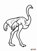 Ostrich color Sheets Coloring Page  Free Printable Pages sketch template