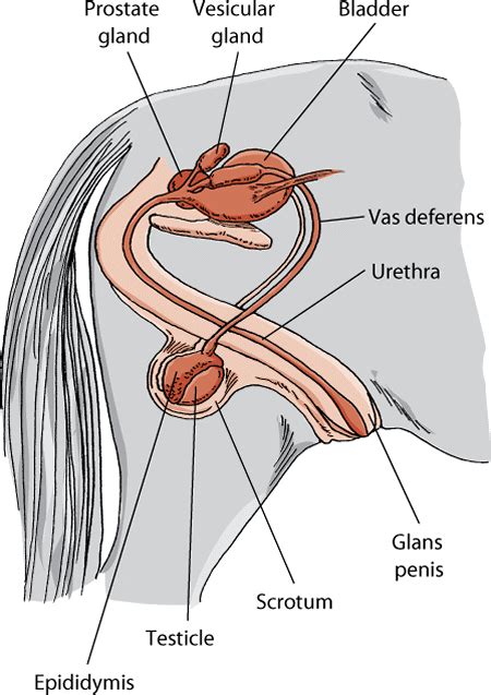 Female Horse Reproductive System Diagram