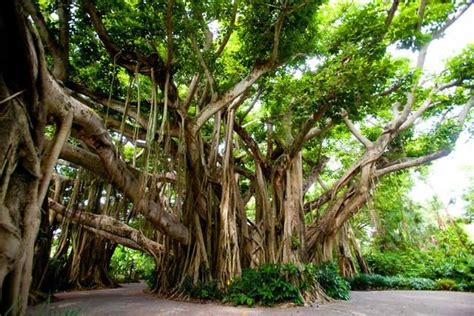 Most Oxygen Producing Trees Around Us