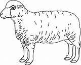 Sheep Coloring Pages Preschool At GetColoringscom  Free Printable sketch template