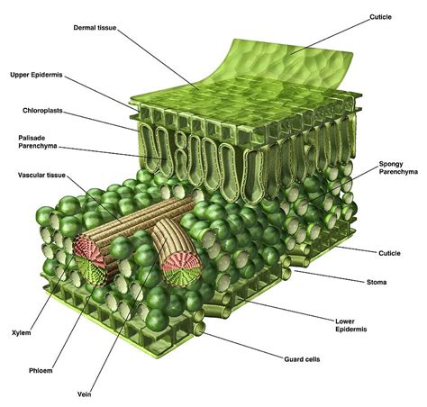 Internal Structure Of Leaf Diagram