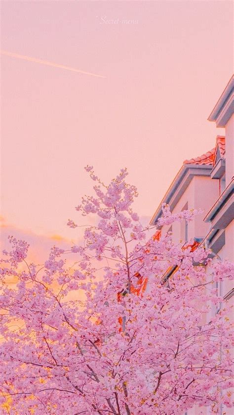 Details more than 66 aesthetic cherry blossom wallpaper - in.cdgdbentre