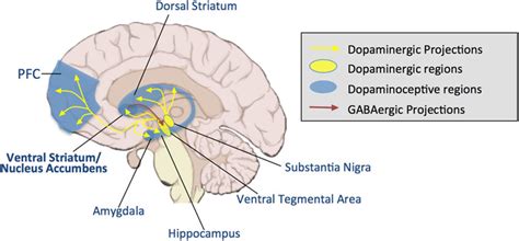 Dopamine Receptors In The Brain