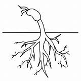 Simple Tree Roots Coloring Pages sketch template