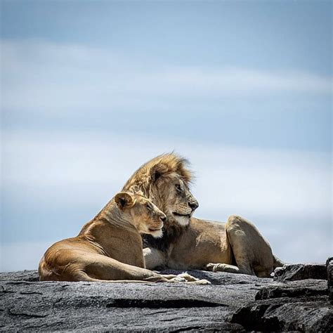 Ruaha National Park | Sima Safari