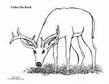 Deer Hunting Coloring Sheets Pages sketch template