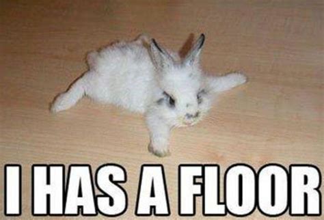 Pin on pet | Funny rabbit, Cute baby bunnies, Cute little animals