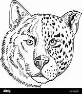 Panther Head Coloring Page sketch template