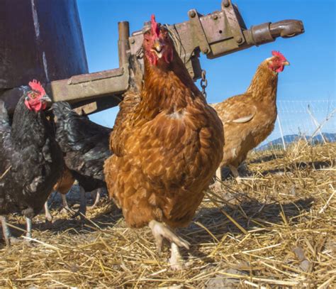 Budget-Friendly Tips for Purchasing Poultry Equipment Supplies - Chart Attack